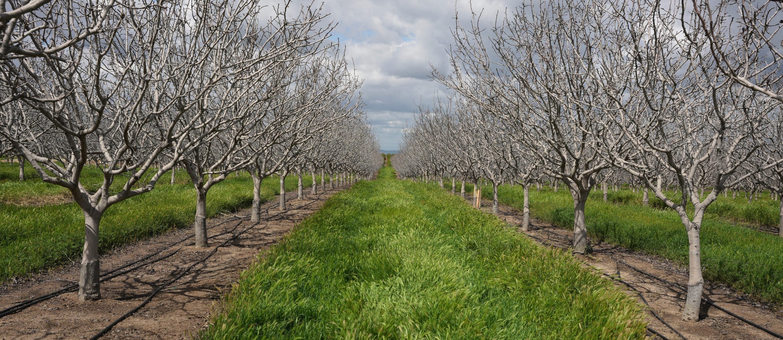 Agroforestry